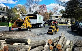 Best Tree and Shrub Care  in Guttenberg, IA