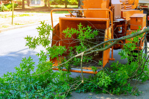 Guttenberg, IA Tree Care Services Company