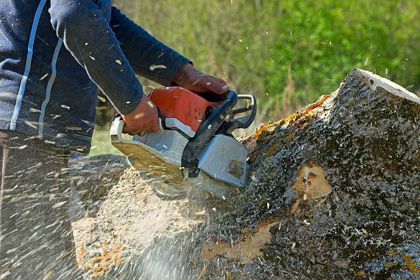 How Our Tree Care Process Works  in  Guttenberg, IA