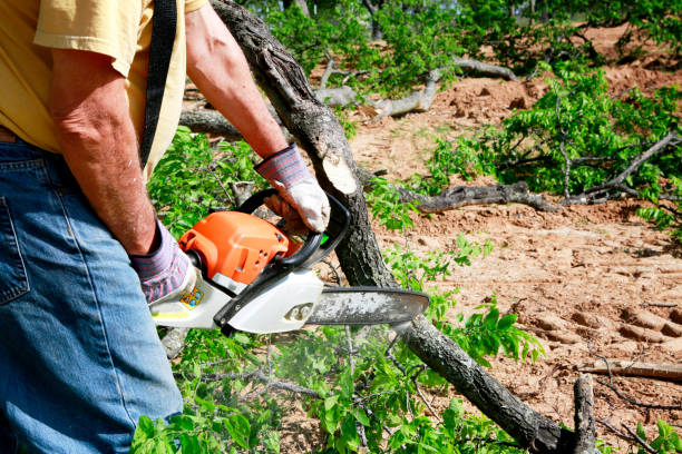  Guttenberg, IA Tree Care Services Pros